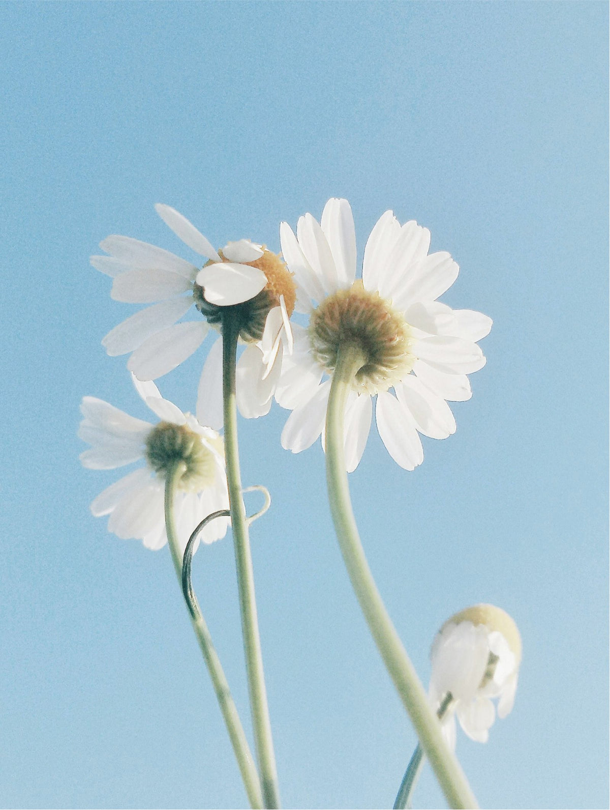 Gentle cleansing, daisies